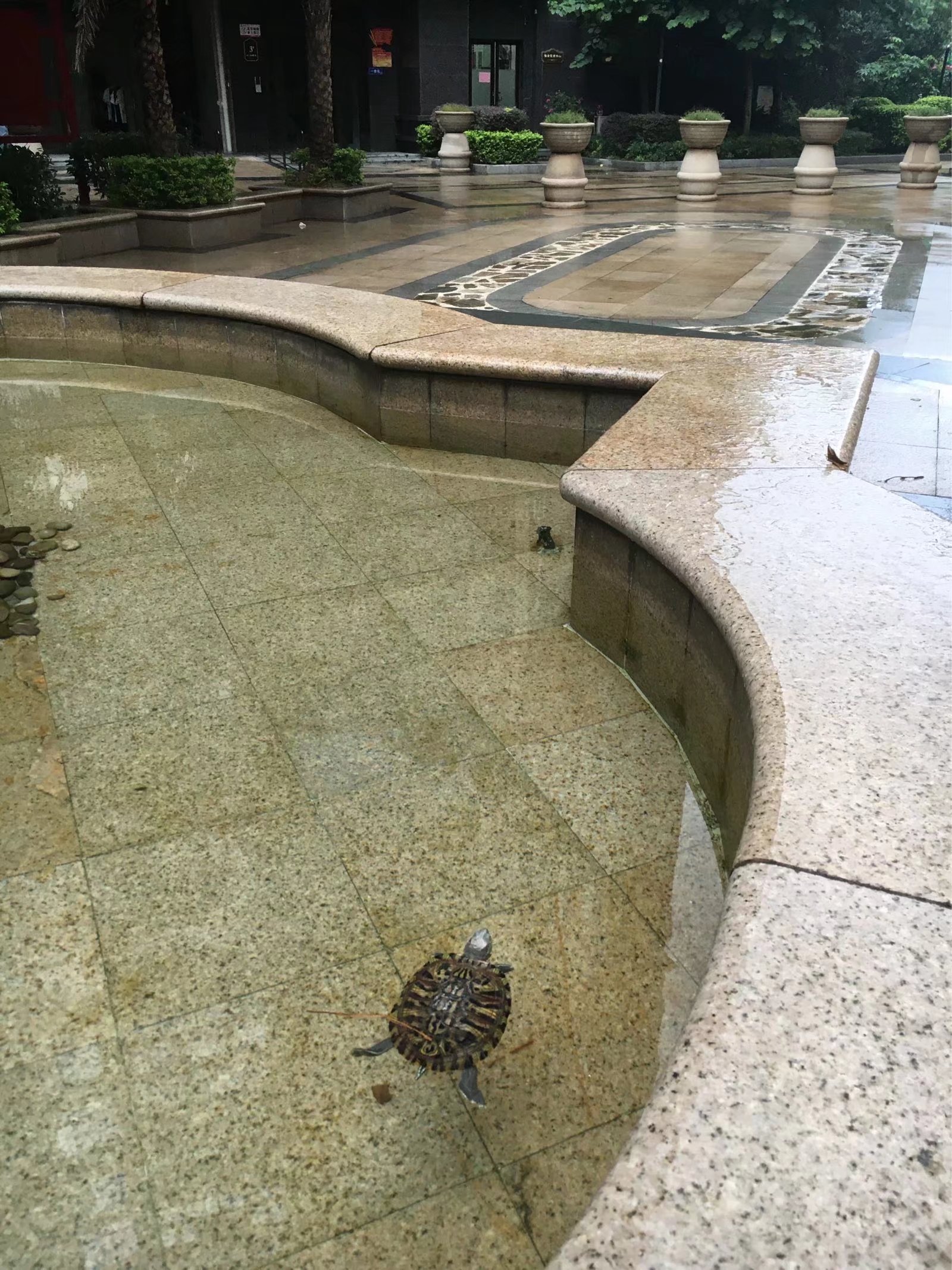 小乌龟